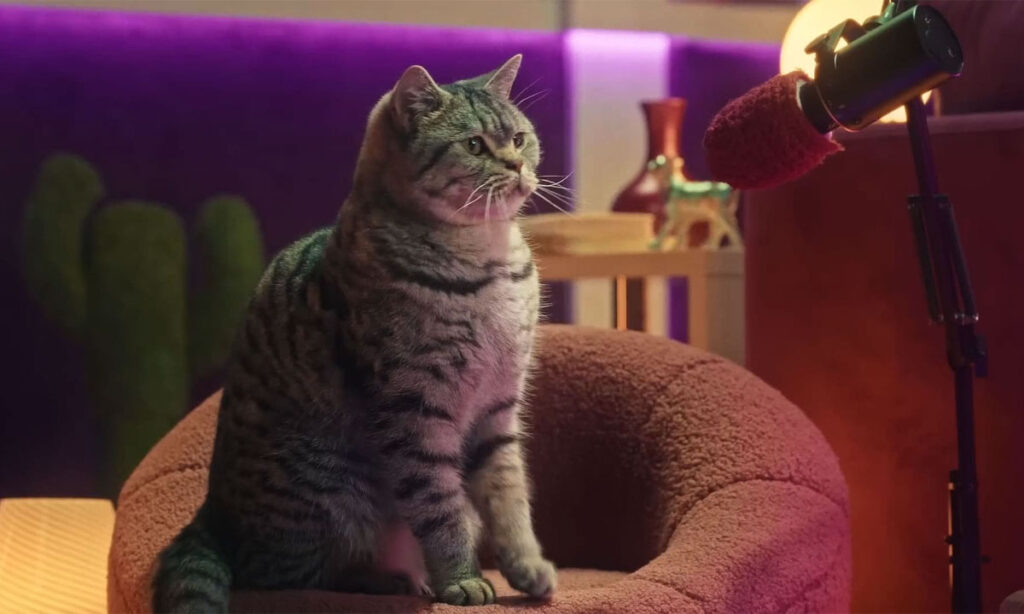 Whiskas purrcast gives kitten advice from cats 00001