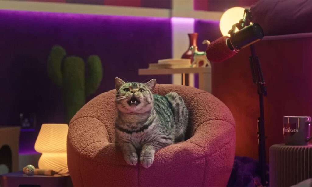 Whiskas purrcast gives kitten advice from cats 00006